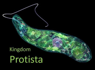 characteristics of protists