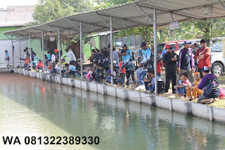 Umpan Serbuk Ikan Nila Di Kolam Pemancingan