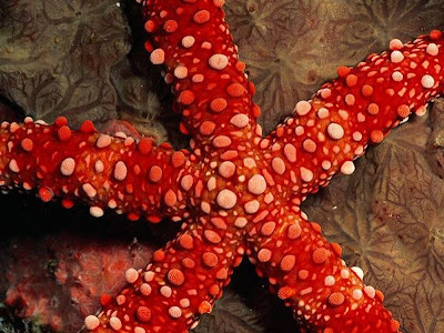 Beautiful Star Fish Seen On www.coolpicturegallery.us