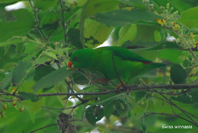 Foto Burung Serindit Jawa