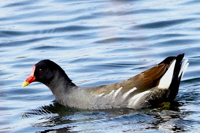 "Eurasian Moorhen - Gallinula chloropus,resident not common, swimming in the Duck Pond enroute Achalgarh."