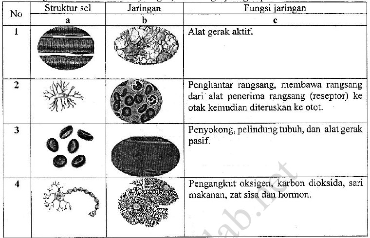 Soal dan  Kunci Jawaban UN IPA SMP Tahun 2021 No 24 40 