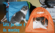 More occupy Lol cats I made Posted by KaliMyst at 11:51 PM 0 comments