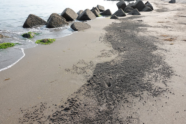 鳥取県の日吉津の砂浜のスナガニの巣穴