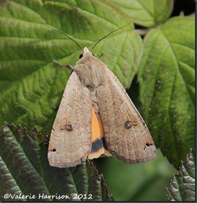large-yellow-underwing-1