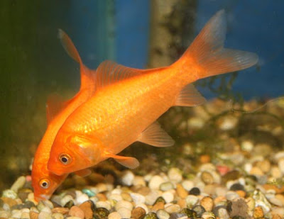 Popular Goldfish