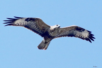 "Long-legged Buzzard - Buteo rufinu winter visitor scanning for prey."