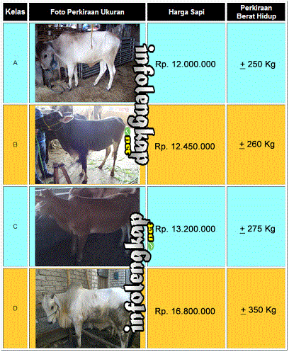 Harga kambing dan sapi kurban 2017  Info Lengkap