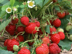 Manfaat Konsumsi Buah Strawberry