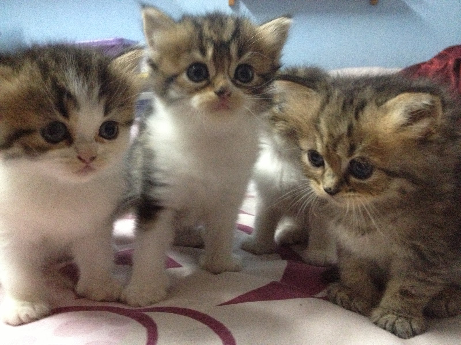 Jadilah Diri Sendiri Gelagat Anak  Kucing  Comel