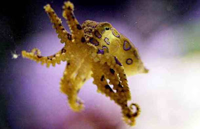 sinekolchaty octopus