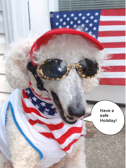 #standardpoodle in sunglasses for the #4thofJuly