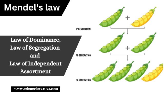 Mendel's law: Law of Dominance, Law of Segregation and Law of Independent Assortment