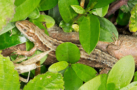 Common Lizard, Zootoca vivipara. Ranscombe Farm Country Park, 25 May 2012.