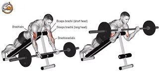 5 Bicep Exercises for Bigger Arms