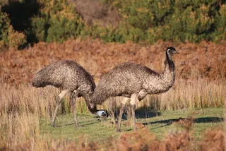 A group of emus in the outback.