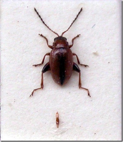 Longitarsus longiseta a