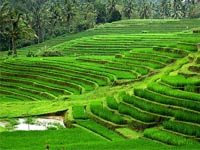 bali rice field, green holiday in bali, eco tourism