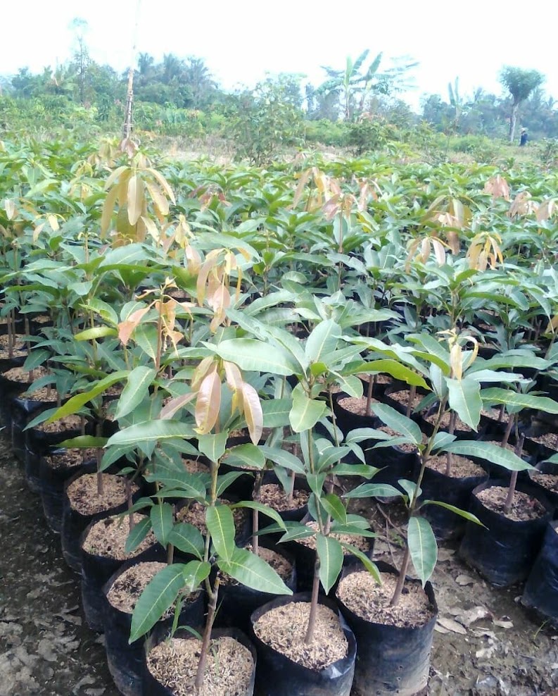 jual bibit mangga harumanis harum manis tanaman buah stok melimpah Sumatra Barat