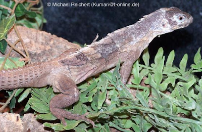 endangered spiny tailed Iguana