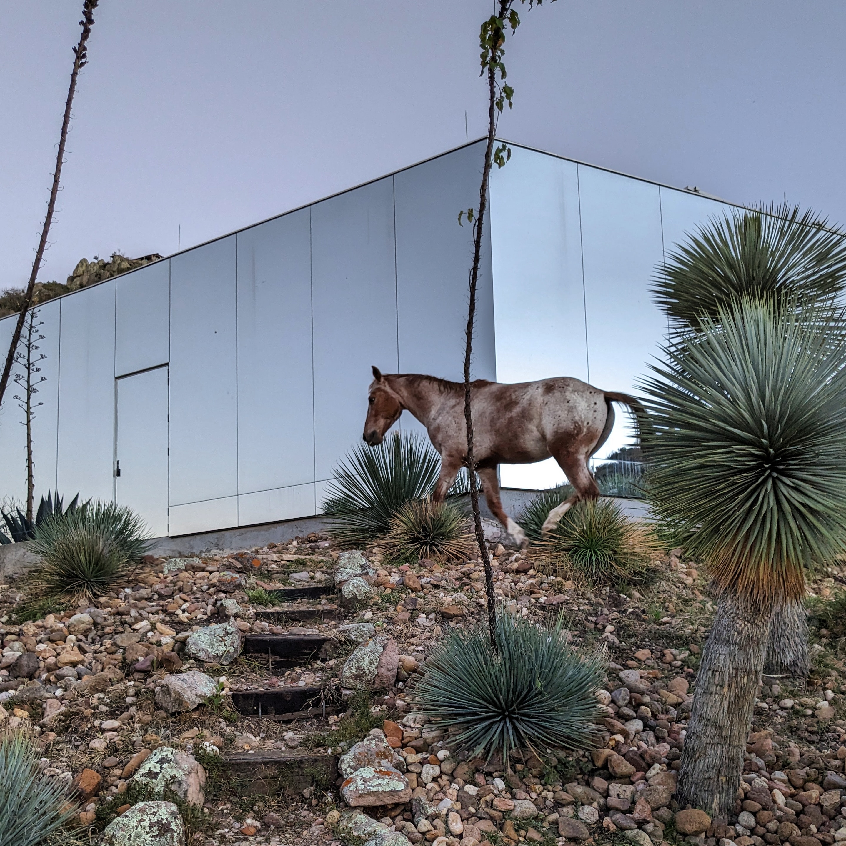 a horse wanders past casa etérea at dusk, casa etérea is a mirrored house set on the slopes of an extinct volcano in Mexico, near San Miguel de Allende