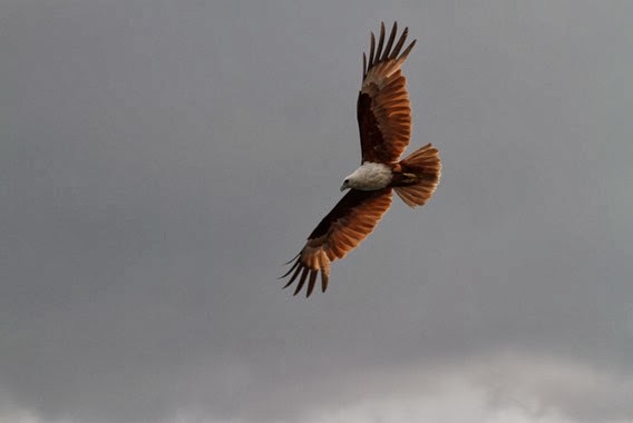 Brahminy Kite hunting on the sea near komodo Island