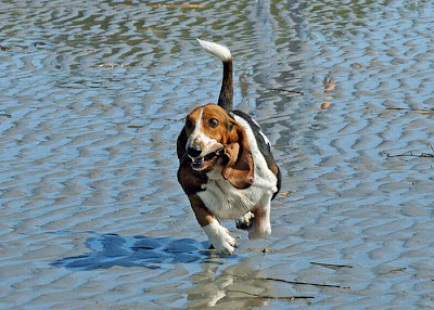 Running Basset Hounds Seen On www.coolpicturegallery.us