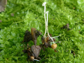 Collybie tubéreuse - Collybia tuberosa