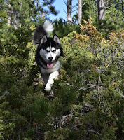 Ullr the Husky Pup leaping through evergreen ground cover.