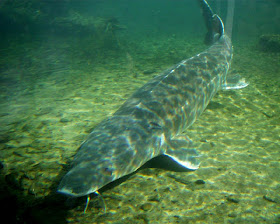 Image result for Gambar ikan sturgeon