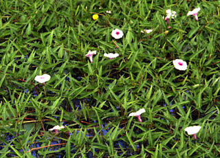 Wild Ipomoea Aquatica Flowers