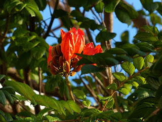 Tulipier du Gabon - Spathodea campanulata