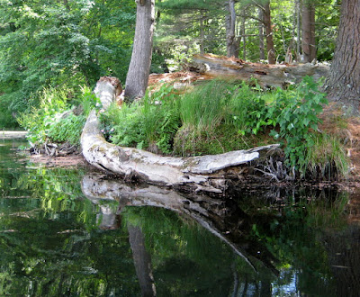 Cranberry Pond Reflections