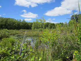 freshwater marsh