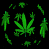 Weed World