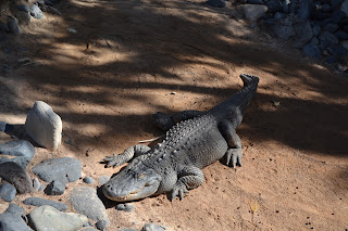 Fuerteventura -  Oasis Park