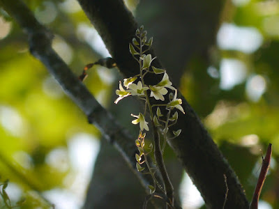 Dendrobium ovatum care and culture