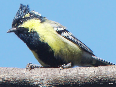" Indian Yellow Tit - Machlolophus aplonotus, formaly named,Black-lored Tit Parus xanthogeny,resident of Mt Abu. Snapped in my garden"s xanthogenys ,