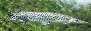 Spotted gar (Lepisosteus oculatus)