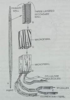 Ultrastructure and components of the cell wall-digieduco