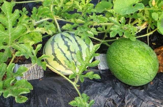 Cara menanam semangka di rumah dengan teknik yang benar untuk membantu pohon menghasilkan buah yang besar