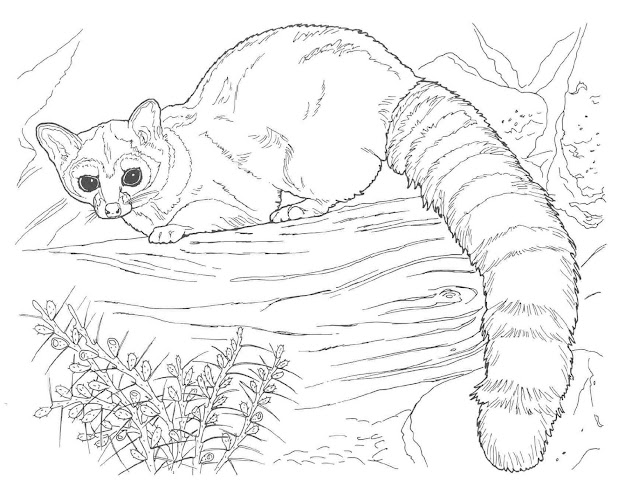 Realistic Coloring Pages Of Animals Tagged With Plicated Coloring Pages