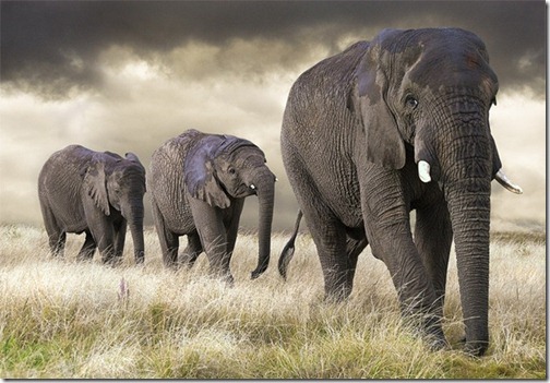 Wildlifephotographyelephant_thumb1