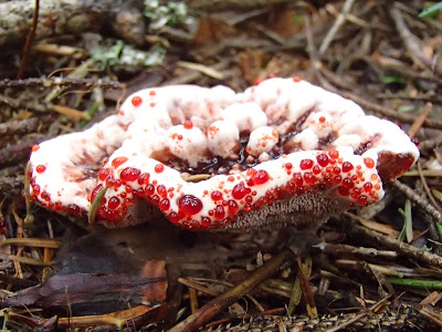 grzyby 2018, grzyby w lipcu, grzyby na Babiej, grzyby chronione, kolczakówka kroplista, siedzuń jodłowy, gałęziaki