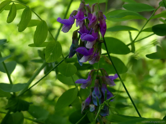 purple flowers with many trappings of peas