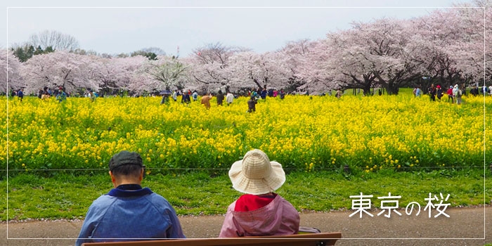 東京の桜