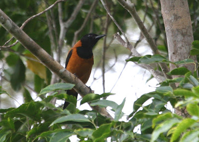 Burung Hooded Pitohui