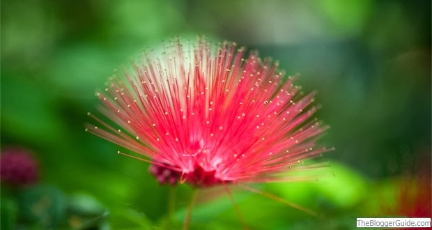 Beautiful Pink Natural Flower