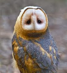 owl bird head turn vertical