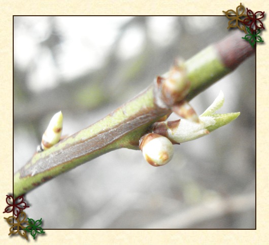 knop1